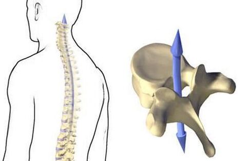 Cómo funciona la columna vertebral